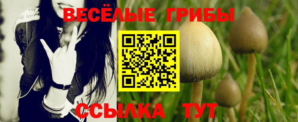Галлюциногенные грибы мицелий  Вход с VPN  Кувандык  Галлюциногенные грибы Cubensis 
